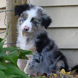 Australian Shepherd Puppies from Foster Creek Farm