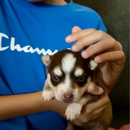 Choco - Chocolate male Pomsky puppy in Sacramento, California from 916 Pomskies