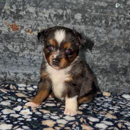 Raven - Blue merle female Miniature Australian Shepherd puppy in Liberty, Mississippi from Liberty Oaks Aussies and Dachshunds