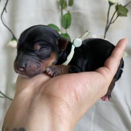 Vel - Black and tan female Yorkshire Terrier puppy in Stockton, California from Lala & Co.