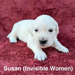 Susan - Light golden female Golden Retriever puppy in Conroe, Texas from Tails of Cypress
