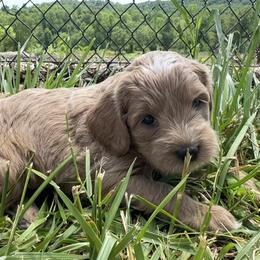 Goldendoodle All Grown Up from Creekside Cottage Doodles