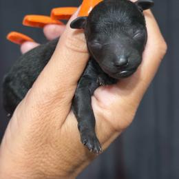 Girl 1 - Black female Poodle puppy in Charlotte, North Carolina from Toy Poodle and Maltese Perfection