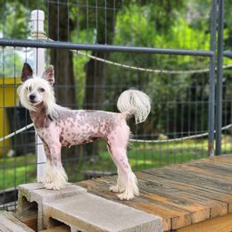 Cricket - Chinese Crested
