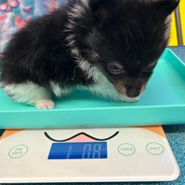 Male black with white Missouri - Black male Pomeranian puppy in Lebanon, Missouri from Anna's Babies in the Midwest
