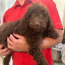Double chocolate - Chocolate female Goldendoodle puppy in Quitman, Texas from Wright Doodles