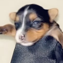 Yorkshire Terriers from KINGZ KENNEL