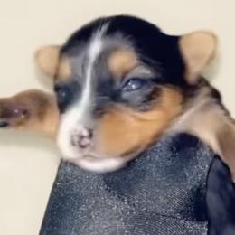 Yorkshire Terriers from KINGZ KENNEL