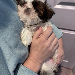 Meg - Yellow collar - Gold and white female Shih Tzu puppy in Spring, Texas from Precious Tzu Crew