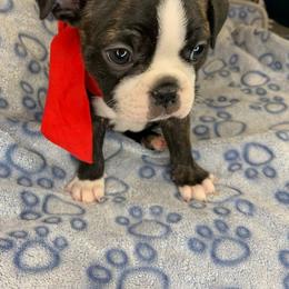 Sebastian - Brindle male Companion Cross puppy in Fort Myers, Florida from Legends Frenchton's, French Bulldogs ,Boston Terriers, Reindeer chihuahuas & French Bullhuahua's