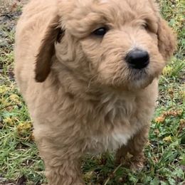Aussiedoodles from Kirchoff Krossin’