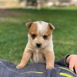 Australian Cattle Dogs from Oakley ACDs