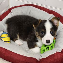 American Corgi Puppies from Wigglebutts American Corgis
