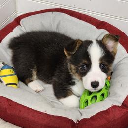 American Corgi Puppies from Wigglebutts American Corgis