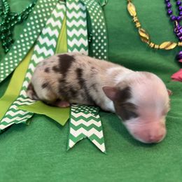 Girl 2 - Miniature Australian Shepherd puppy in Amarillo, Texas from Luna’s Mini Aussies