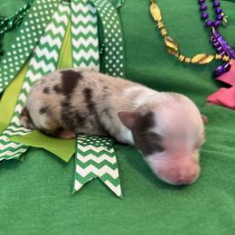 Girl 2 - Miniature Australian Shepherd puppy in Amarillo, Texas from Luna’s Mini Aussies
