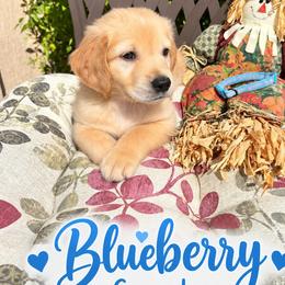 Light Blue Blueberry - Golden male Golden Retriever puppy in Apple Valley, California from Frankly Golden