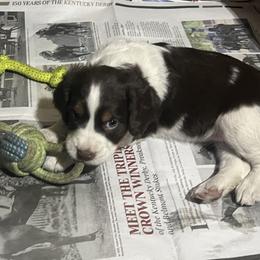 English Springer Spaniel Puppies from Desert Shadow Springers