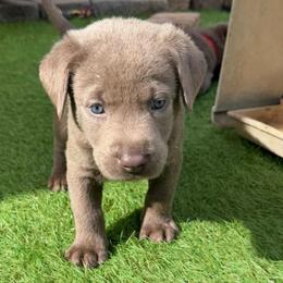 Orange collar - Silver male Dilute Retriever puppy in Valley Center, California from Stunning Silver Bullets Labradors