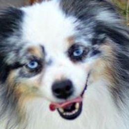 Aussiedoodles, Goldendoodles, Labradoodles, and Miniature Australian Shepherds from J & L Nebraska Dog