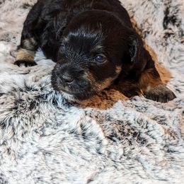 LeeLoo - Schnoodle puppy in Holmesville, Ohio from Pawsome Puppies
