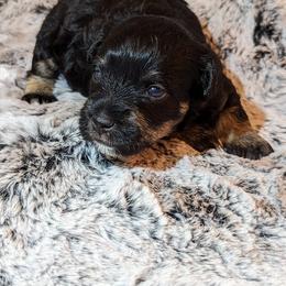 LeeLoo - Schnoodle puppy in Holmesville, Ohio from Pawsome Puppies