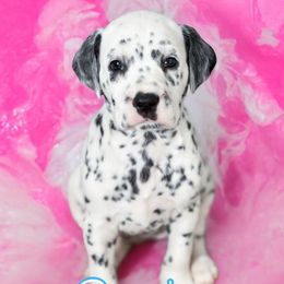 Daisy - White and black female Dalmatian puppy in Whitwell, Tennessee from Rock a Dalmatian “RockADal”