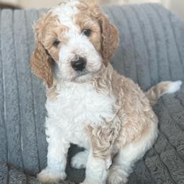 Biscuit - Parti male Goldendoodle puppy in Maricopa, Arizona from AZ Designer Goldendoodles