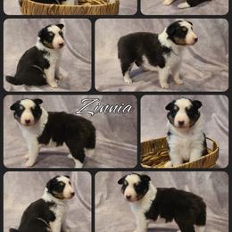 Shetland Sheepdog Puppies from Henotic Homestead