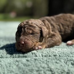 Pupcake - Phantom male Poodle puppy in Arkoma, Oklahoma from My Muse Poodles