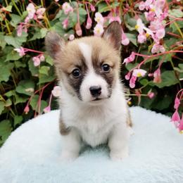 American Corgi and Pembroke Welsh Corgi Puppies from Whimsical Treasure Corgis