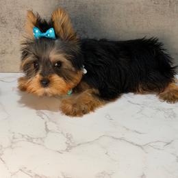 Dameon - Black and gold male Yorkshire Terrier puppy in Maple Heights, Ohio from Yorkiesllc