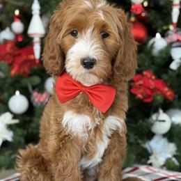 Betty - Goldendoodle