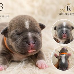 Boy 3 - Blue male Staffordshire Bull Terrier puppy in Houston, Texas from Khaleesi Kennel Blue Staffordshire-bull-terrier