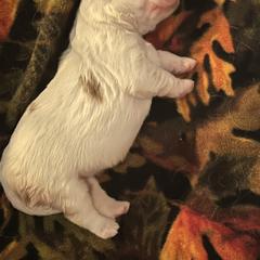 Clumber Spaniel Puppies from Briton Clumber Spaniels