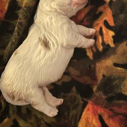 Clumber Spaniel Puppies from Briton Clumber Spaniels