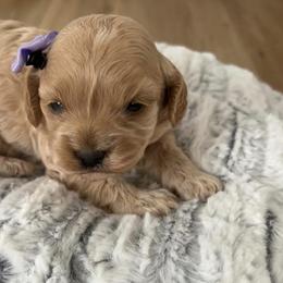 Cavapoo, Cockapoo, Goldendoodle, and Maltipoo Puppies from Perdue Puppies