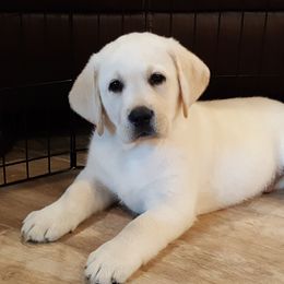 Labrador Retriever Puppies from Daisy Mountain Labs