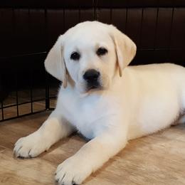 Labrador Retriever Puppies from Daisy Mountain Labs