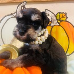 Black and silver w blue eyes - Black and silver female Miniature Schnauzer puppy in Malvern, Arkansas from Deep South Miniature Schnauzers