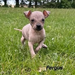 Fergus - White and red male American Hairless Terrier puppy in Buckingham, Illinois from Gaus Hof
