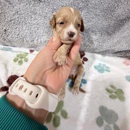 Maple - Buff female Cockapoo puppy in Clarks Summit, Pennsylvania from M&M Cockapoos