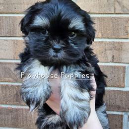 Luigi - Black and tan male Shih Tzu puppy in Lebanon, Missouri from Playhouse Puppies