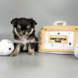 Yuna - Black and tan female Chihuahua puppy in Anderson, South Carolina from Lil Treasures Chihuahuas