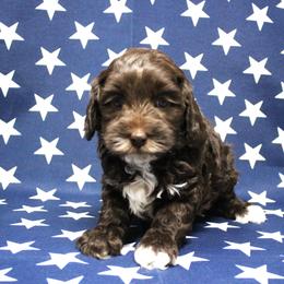 Pink collar India - Chocolate female Australian Labradoodle puppy in Provo, Utah from EllsWORTH Labradoodles LLC