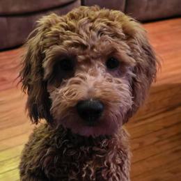 Reed - Red male Cockapoo puppy in Lebanon, Kentucky from Mosaic Merle Doodles