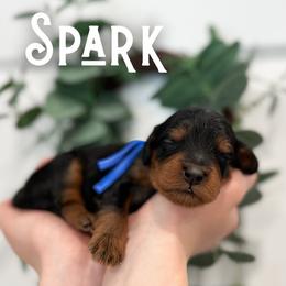 Spark - Black and tan male Cavapoo puppy in South Jordan, Utah from Wonderful World Doodles
