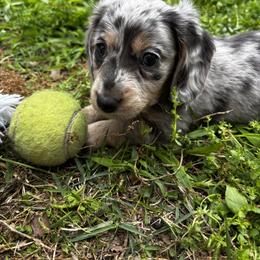 Delta - Gray (blue) and cream male Dachshund puppy in Fayetteville, Arkansas from Cortney Hart