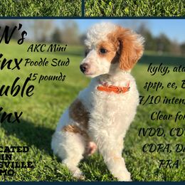 Jinx - Poodle