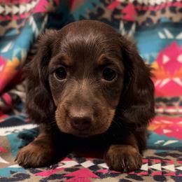 Dachshund and Miniature Australian Shepherd Puppies from Homestead Doxies & Shepherds LLC
